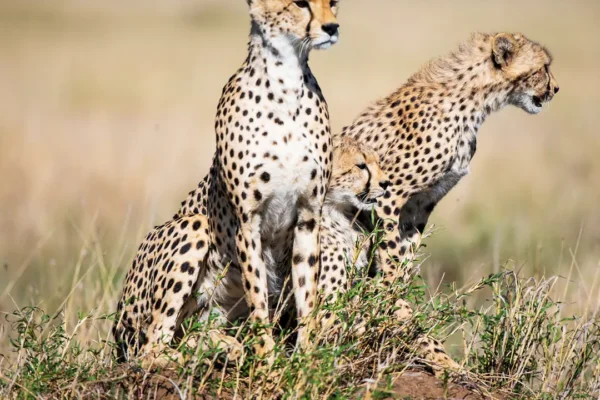 2-Day Exclusive Serengeti & Maasai Cultural Fly-In Safari