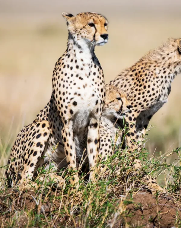 2-Day Exclusive Serengeti & Maasai Cultural Fly-In Safari