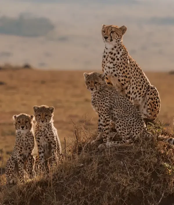 12-Day Grand Northern Circuit & Serengeti Explorer Safari
