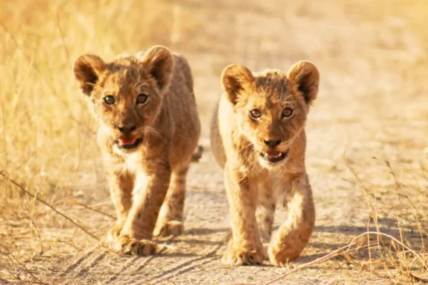 2-Day Tarangire & Ngorongoro Crater Bush & Fly-In Safari