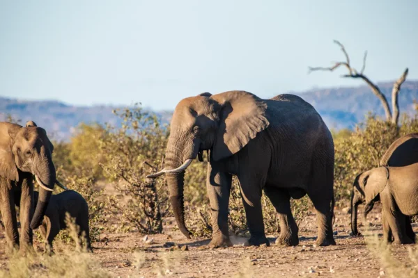3-Day Bush & Island Escape: Tarangire, Ngorongoro & Lake Manyara Fly-In Safari