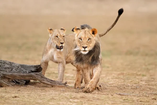3-Day Essential Northern Circuit: Tarangire, Ngorongoro & Lake Manyara Safari