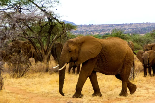 2-Day Ngorongoro Crater & Tarangire Wilderness Escape