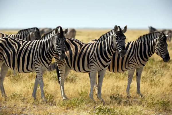 2-Day Ultimate Serengeti & Ngorongoro Crater Fly-In Safari