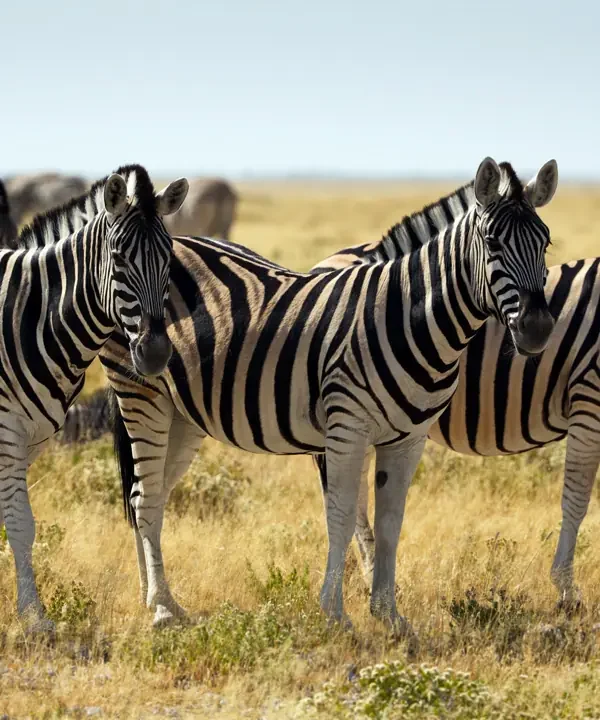 2-Day Ultimate Serengeti & Ngorongoro Crater Fly-In Safari