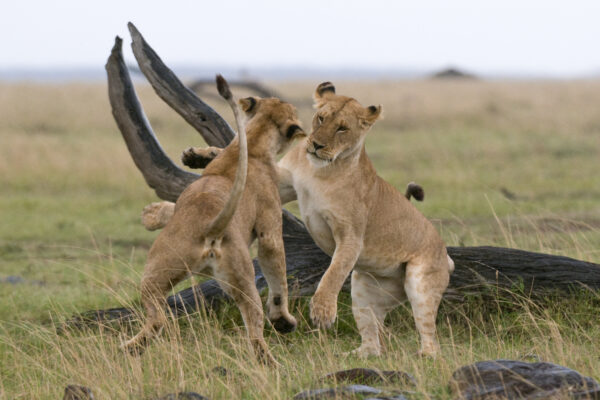 4-Day Luxury Fly-In Safari: Central Serengeti, Ngorongoro Crater & Lake Manyara