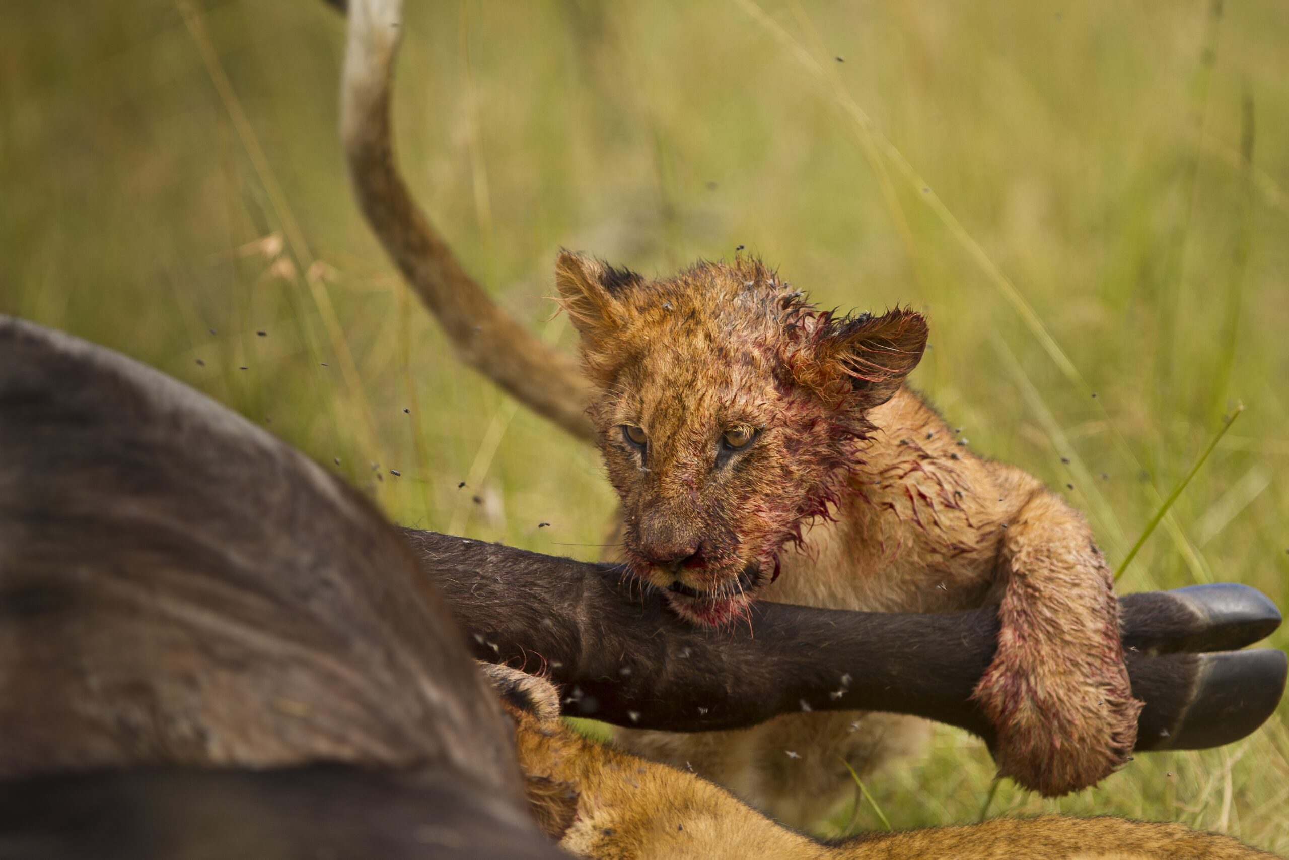 4-Day Luxury Fly-In Safari: Central Serengeti, Ngorongoro Crater & Tarangire