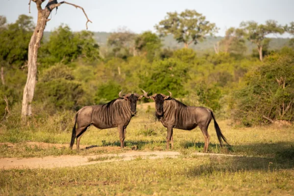 2-Day Tarangire & Ngorongoro Crater Bush-to-Island Safari
