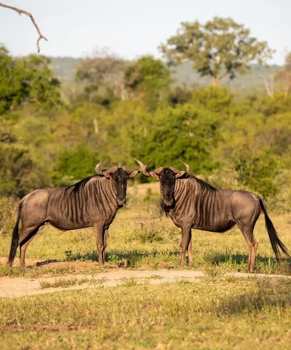 2-Day Tarangire & Ngorongoro Crater Bush-to-Island Safari