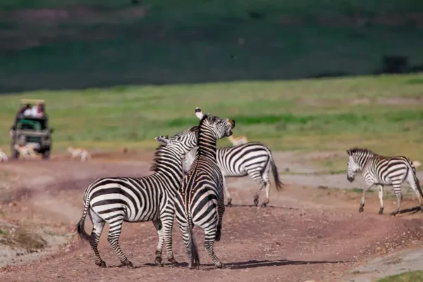 3-Day Tarangire, Ngorongoro Crater & Lake Eyasi Cultural Expedition