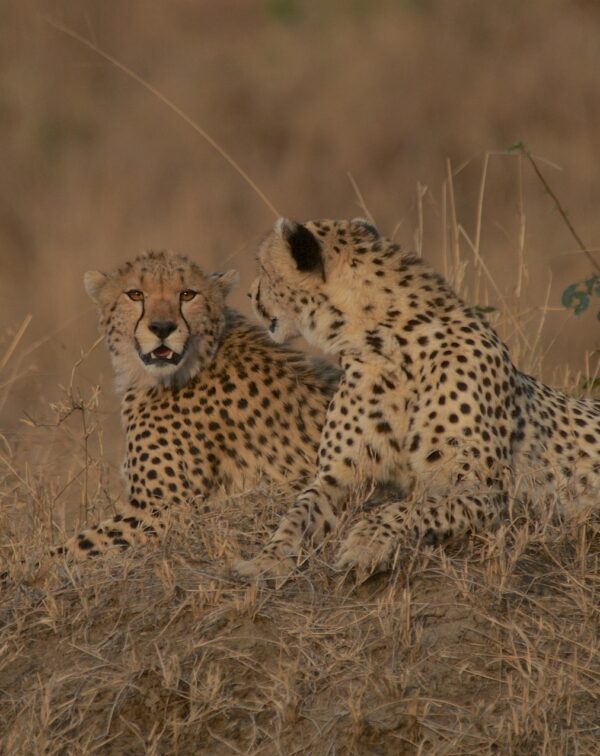 7-Day Classic Northern Circuit & Serengeti Wildlife Safari
