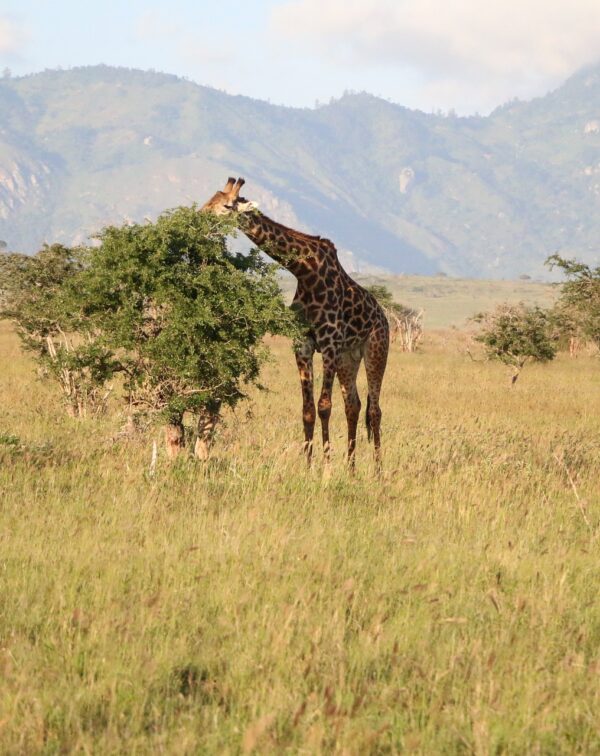 8-Day Northern Circuit Migration Safari