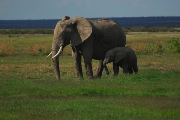 8-Day Tanzania Bush & Zanzibar Beach Safari