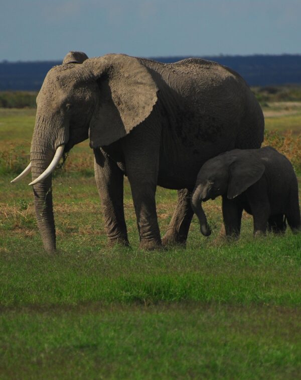 8-Day Tanzania Bush & Zanzibar Beach Safari